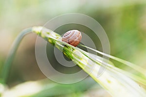 Small snail on green leaf.