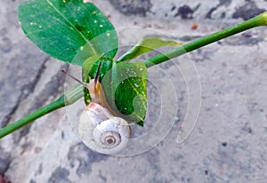 small snail on a green leaf close-up