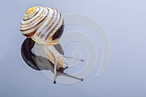 Small snail on a grey background