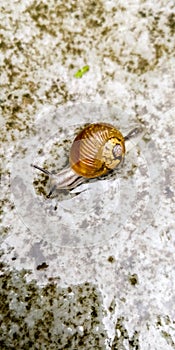 small snail image shot from a mobile