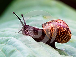 A small snail on a leaf