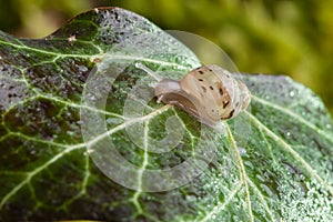 Small snail on leaf