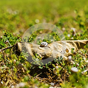 Small snail on a leaf