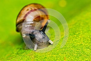 Small snail on leaf macro photo front view