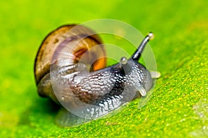 Small snail on leaf macro photo front view