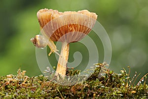 A small snail is looking for food on fungus.
