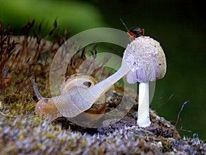 Snail on mushrooms