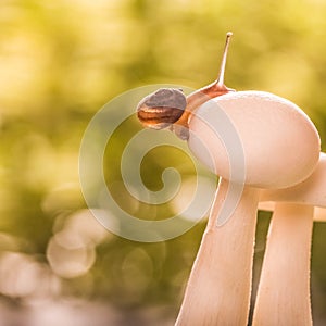 Small snail on mushrooms