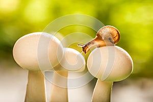 Small snail on mushrooms