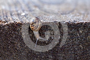A small snail crawls on a wooden surface after the rain