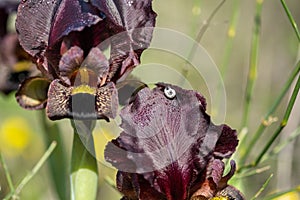 Small snail and raindrops on iris atrofusca or Judean iris or Gilead iris