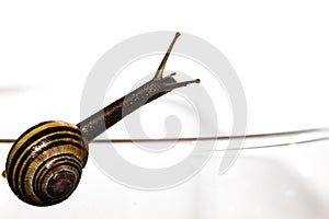 Small snail reaching out of shell.