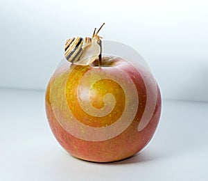 Small snail on a red apple