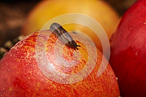 Small snail on red apple