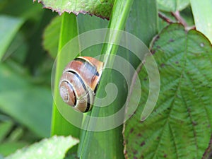 Snail resting on a leaf