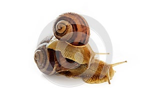 A small snail rides on a large one on a white background