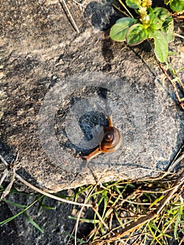 A small snail on a rock surface slowly slowly moving to edge