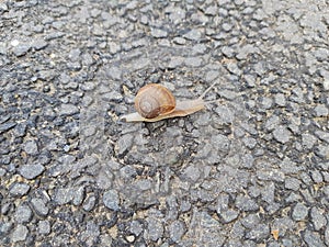 Small snail on rugged concrete