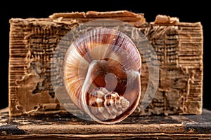 A small snail shell arranged in a large shell. Mollusk shell on the old book cover