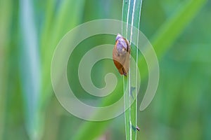 A small snail in a shell on a blade of green grass