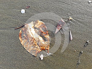 small snail shells and dry leaves on the black sand beach