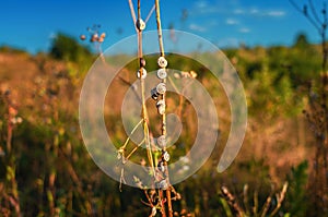 Small snail shells on dry plant branches in sunset light, summer, autumn evening golden hour. Flora and fauna