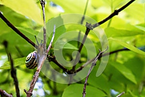 A small snail is sitting on a branch with green leaves and a yellow background