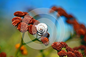 Small snail sitting on the leaf