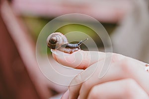 A small snail slowly crawls on the finger