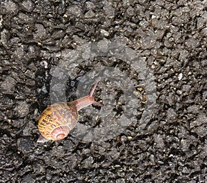 Small snail slowly moving along the asphalt