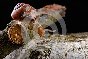 A small snail snail on a piece of wood. Slowly crawling snail with a house on the back