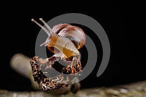 A small snail snail on a piece of wood. Slowly crawling snail with a house on the back