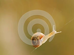 A small snail on a spider web in a meadow on a summer morning