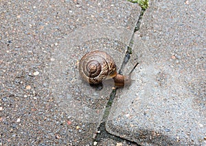 Small snail on the tile close up