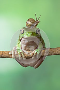 Small snail on top of dumpy Frog head