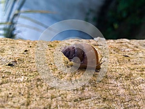 A small snail on a tree trunk