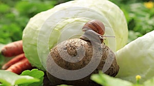 Small snail among vegetables in nature