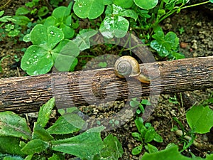 Small snail walking on top of garden plant.