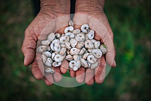 Small snails in a hands of farmer. Agriculture garden and snail