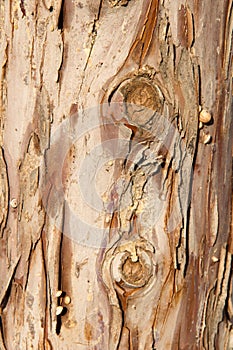 Small snails on palm tree bark, closeup.