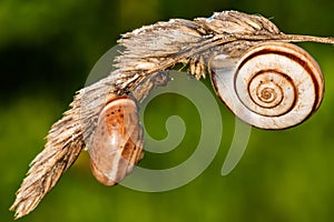 Small snails on plant. Close up of a common garden snail on a leaf in a summer garden bed.