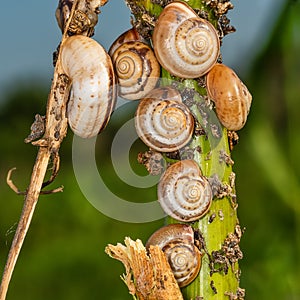 Small snails on plant. Close up of a common garden snail on a leaf in a summer garden bed.