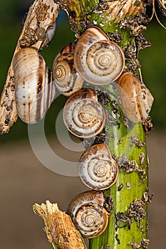 Small snails on plant. Close up of a common garden snail on a leaf in a summer garden bed.