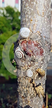 Small snails on a tree
