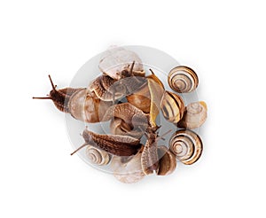 Small snails on a white background