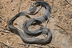 A small snake died on a sandy road due to anomalous heat