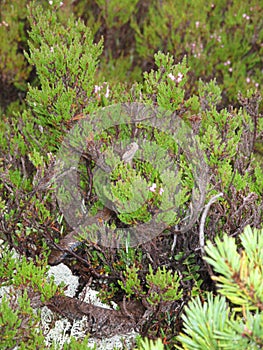 A small snake lurking in the bushes in Norway