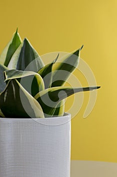 Small Snake Plant against a Yellow Background