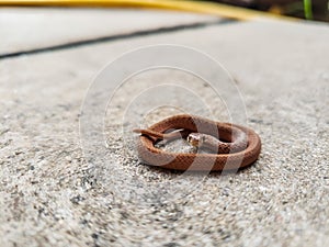 Small snake on the sidewalk.