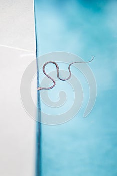 Small snake swimming in pool
